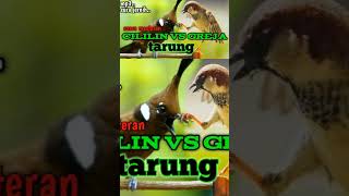 Download lagu suara gereja vs cililin tarung #kicaumania #birds mp3