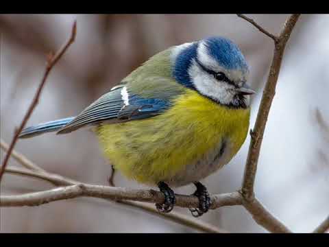 Raymond Lefevre Orchestra    Un jour un enfant