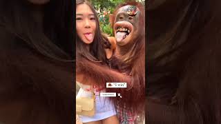 Download lagu Photo With Orangutan | Orangutan With Girl | Safari World Bangkok Monkey Show | Bangkok Monkey mp3 Download lagu Photo With Orangutan | Orangutan With Girl | Safari World Bangkok Monkey Show | Bangkok Monkey mp3