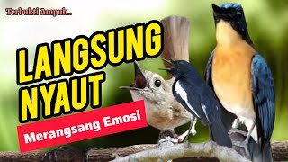 Download lagu TERBUKTI AMPUH, MERANGSANG EMOSI TLEDEKAN GUNUNG, SRDC DAN KACER mp3