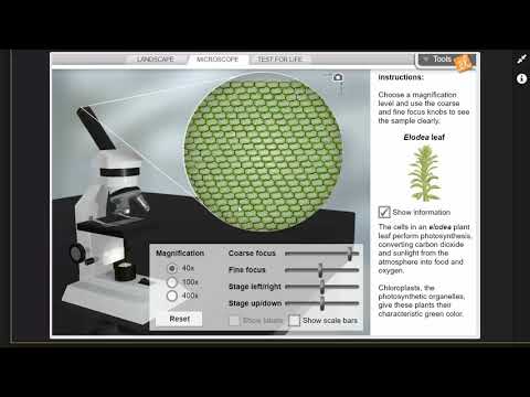 Cell Types Gizmo Introduction