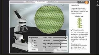 Cell Types Gizmo Introduction