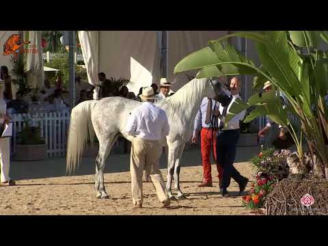 N 61 BINDUGA   2020 Menton Mediterranean and Arab Countries Arabian Horse Championship   7 Years Old