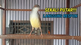 Download lagu ciblek semi gacor, tembakannya bikin ciblek semi bahan cepat bunyi mp3