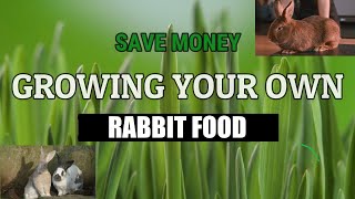 SAVE MONEY GROWING YOUR OWN RABBIT FOOD