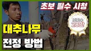 사과 대추나무 쉽게 전지,전정 방법 / 초보자 필수 시청!