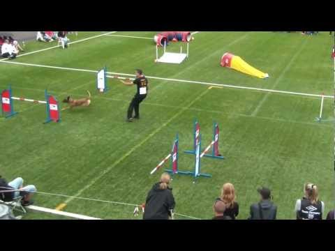 Tobias Wüst mit Don, European Open Agility, 29.07.2012, Agility Team