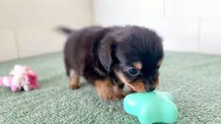 ハーフ犬の動画01