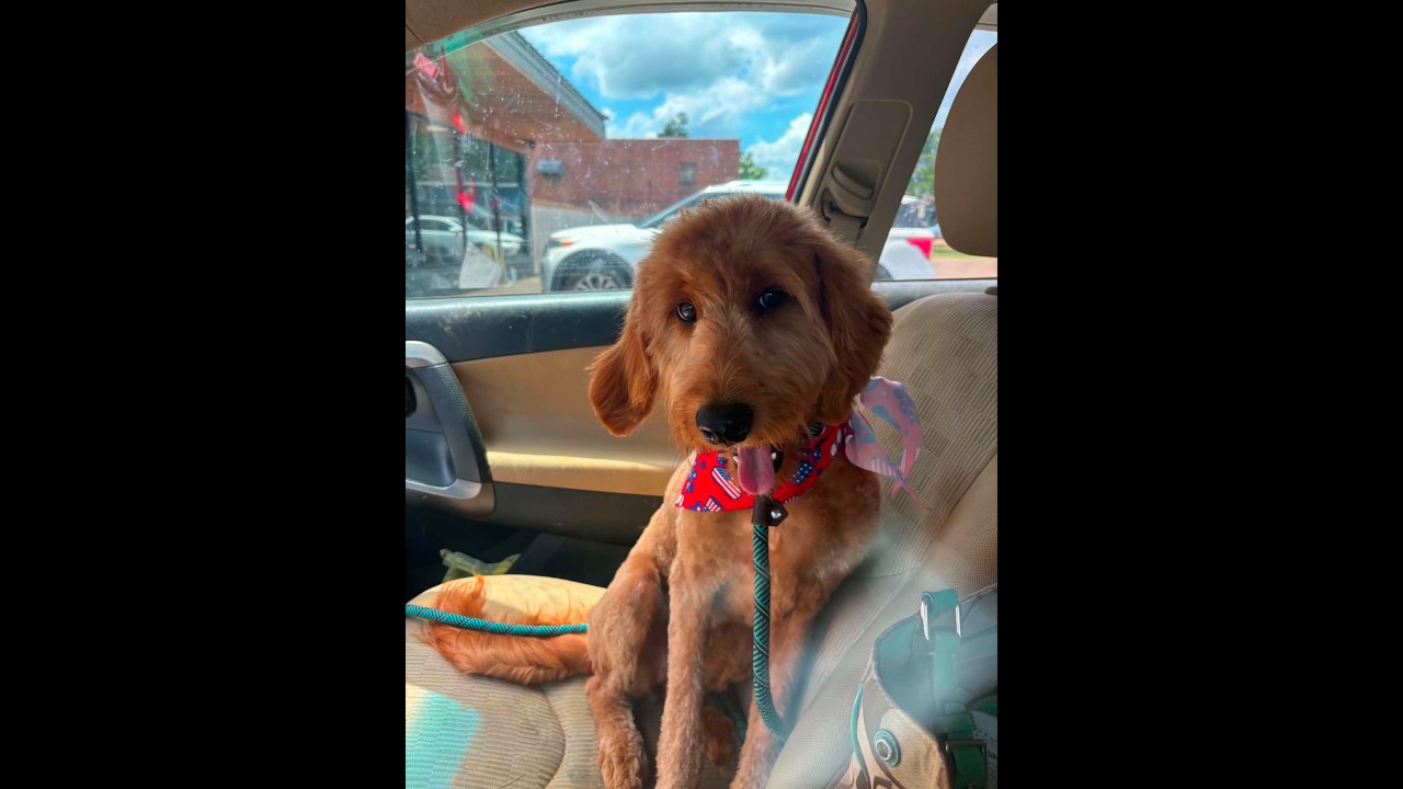 Paisley, an adoption pending Goldendoodle in Woburn, MA video 4/6