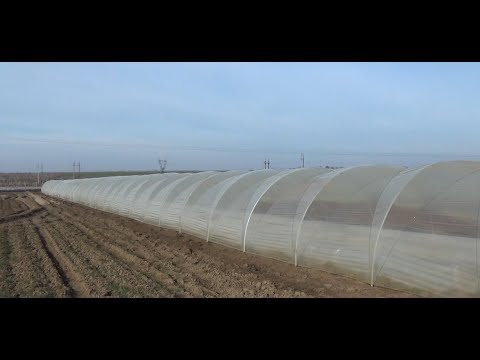 100 метровый Балаган, Теплица для промышленного выращивания клубники