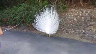 White peacock - New Caledonia