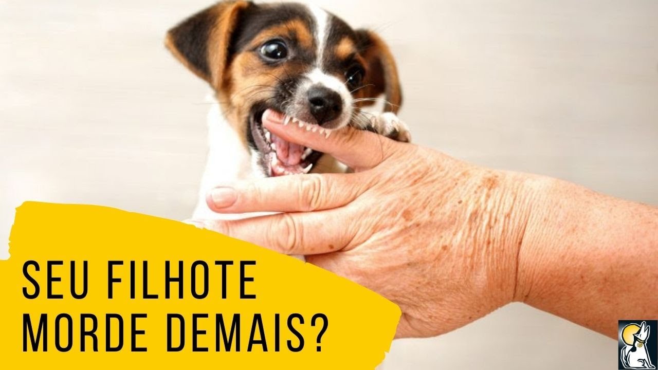 Como lidar com mordidas de filhotes? Cães que mordem demais!