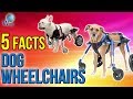 Dog Wheelchairs 5 Fast Facts