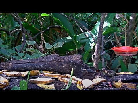 Basilisk Eats Butterfly On The Panama Fruit Feeder – May 5, 2020