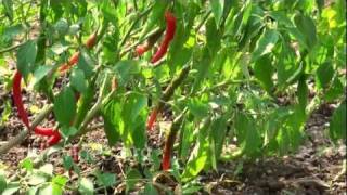 Andhra Pradesh - Largest producer of Chilli Pepper in India
