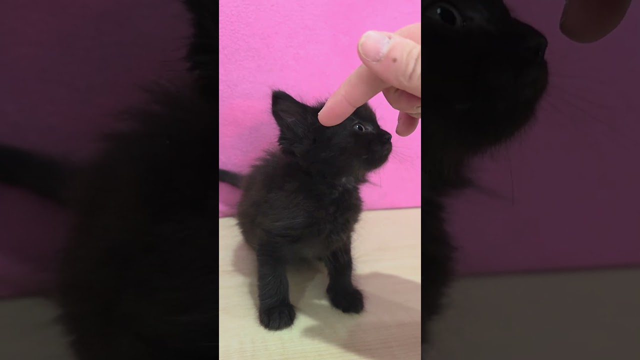 Enlarge Cherry Chip, an adopted Domestic Short Hair in Macomb Twp, MI video 5/5