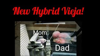 Download Lagu New Hybrid Viejas Thumbnail