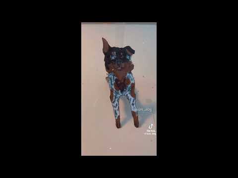 сборник видео про бумажных собак