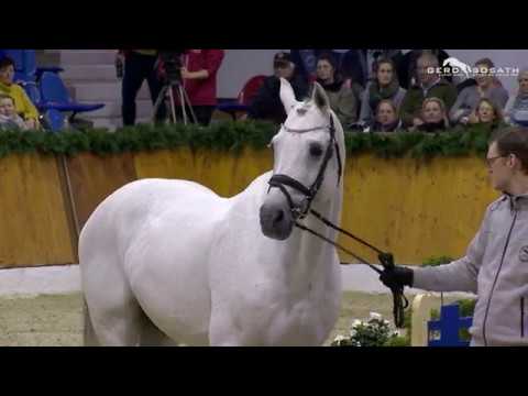 Best of Hengstschau/Stallion show Sosath 2020