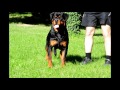 Rottweiler - Oki de Breogan