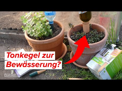 Tonkegel zur Bewässerung - BioGreen vs. Blumat - Wie gut funktioniert die Bewässerung wirklich?