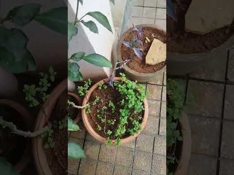 @ srilatha❤shashidhar