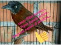 Suara Pikat Burung Tepus Kepala Kelabu Langsung Nemplok Di Jebakan