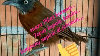 Download lagu Suara pikat burung Tepus kepala kelabu langsung nemplok di jebakan.... mp3 Download lagu Suara pikat burung Tepus kepala kelabu langsung nemplok di jebakan.... mp3
