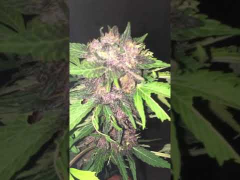 Green house Fast buds purple lemonade auto