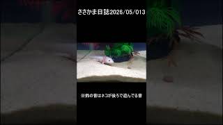 ささかま日誌2026 05 13　#ウーパールーパー