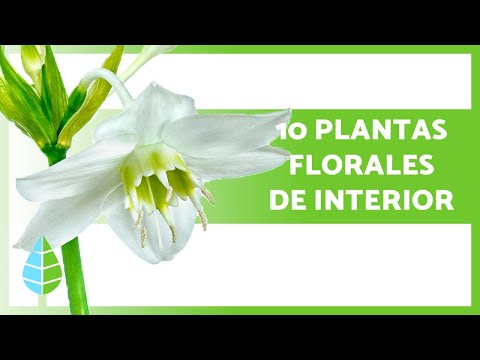 , title : '10 PLANTAS con FLORES para INTERIORES 🌺 (Nombres y Cuidados)'