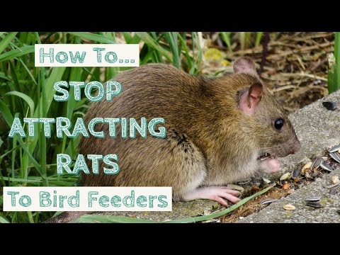 How To Stop Attracting Rats To Bird Feeders