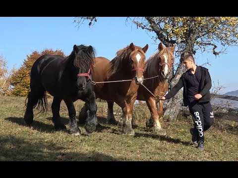 Caii lui Daniel Bexa de la Ciuruleasa, Alba - 2018 Nou!!!