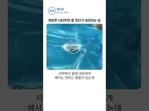사막에서 낙타에게 '절대' 하면 안 되는 행동