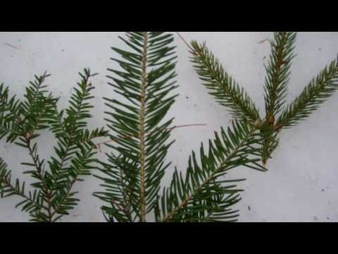 MyNature アプリ;常緑樹の識別