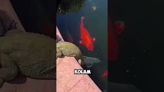 Download lagu Koi Ponds amazing #shorts #koipond #koifish mp3 Download lagu Koi Ponds amazing #shorts #koipond #koifish mp3