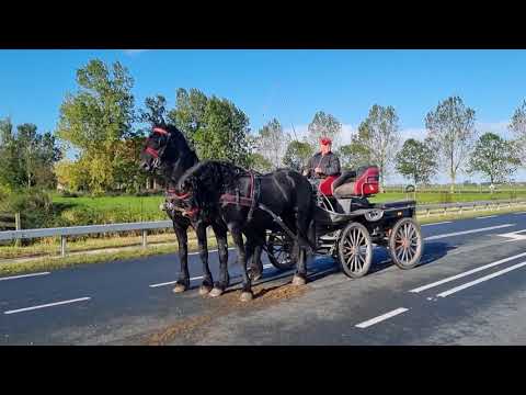 Stal Okkema's Brend & Daan - pair of stallions - 1.70m