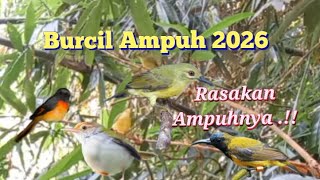 Download lagu Suara Pikat Burcil Ampuh 2026 mp3 Download lagu Suara Pikat Burcil Ampuh 2026 mp3