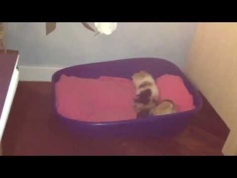 Eridania e Gaia - Video 2