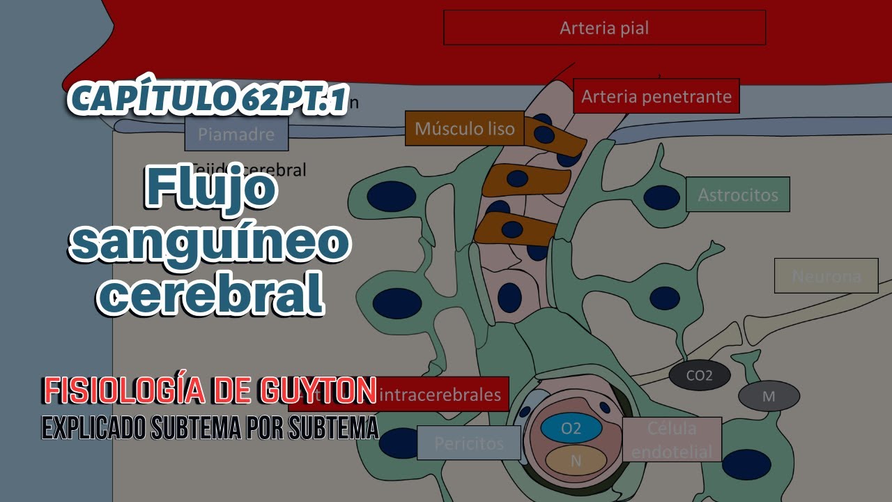 CAP 62 (1): Flujo sanguineo cerebral