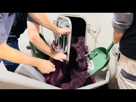 Grapes into wine: Making Pinot Noir