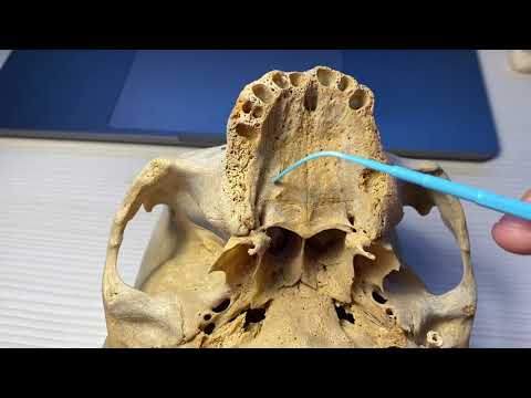 BASE DEL CRÁNEO (PARTE EXTERNA)