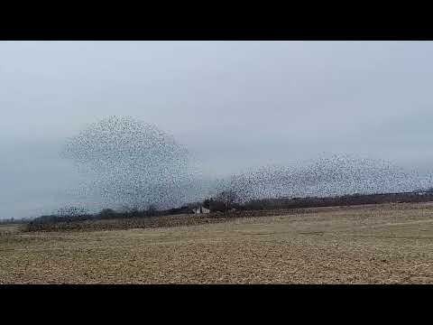 THOUSANDS of Black Birds Migrating Through Kentucky!!!