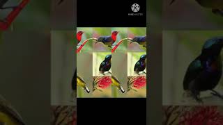 Download lagu Suara pikat burcil andalan dijamin jozz👍👍 mp3 Download lagu Suara pikat burcil andalan dijamin jozz👍👍 mp3