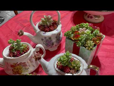 Kay's Garden Tour - December 2021