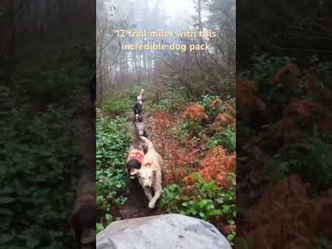 Zen Mode with a Dog Pack: The Only Multi-Sport Adventures for Dogs! #dog #dirtbike #adventurepup