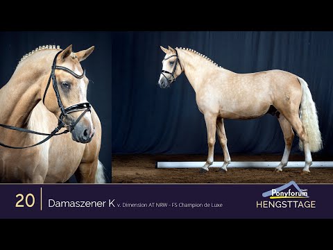 Ponyforum Hengsttage Nr. 20 DAMSZENER K * 2018 v. Dimension AT