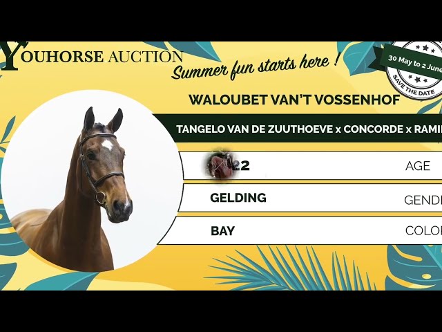 Waloubet van’t Vossenhof homevideo