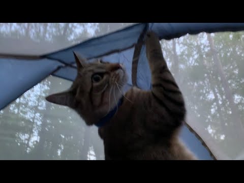 Tent Camping With My Cat, Harbor