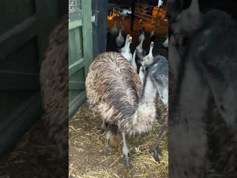 Please Enjoy The Joyous Chaos During Rush Hour At The Animal Rescue Center In Wiltshire